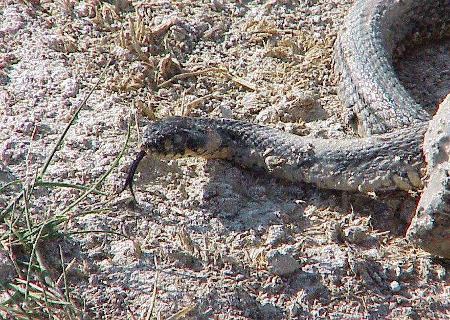	Snake	Sultan Saziligi	Cappadocia